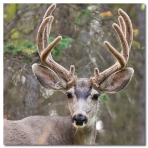 What Is Deer Antler Velvet