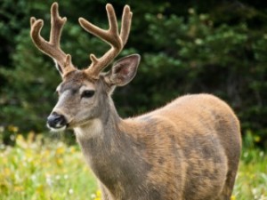 What Is Deer Antler Velvet Used For