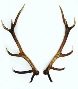 Deer Antler Velvet